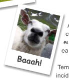 Baaah!